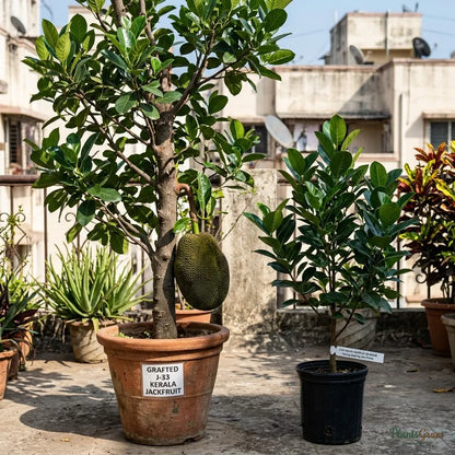 J-33 Kerala Jackfruit (Grafted)
