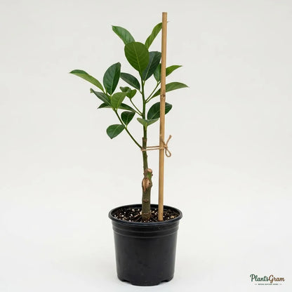 J-33 Kerala Jackfruit (Grafted)