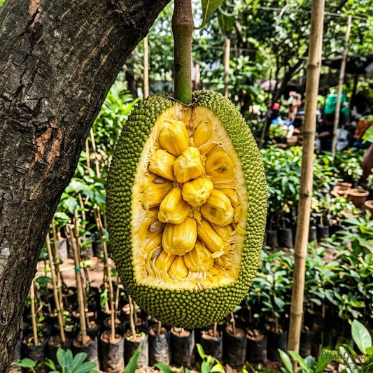 J-33 Kerala Jackfruit (Grafted)