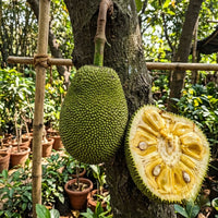 J-33 Kerala Jackfruit (Grafted)