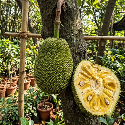 J-33 Kerala Jackfruit (Grafted)