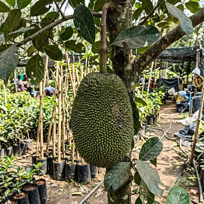 J-33 Kerala Jackfruit (Grafted)