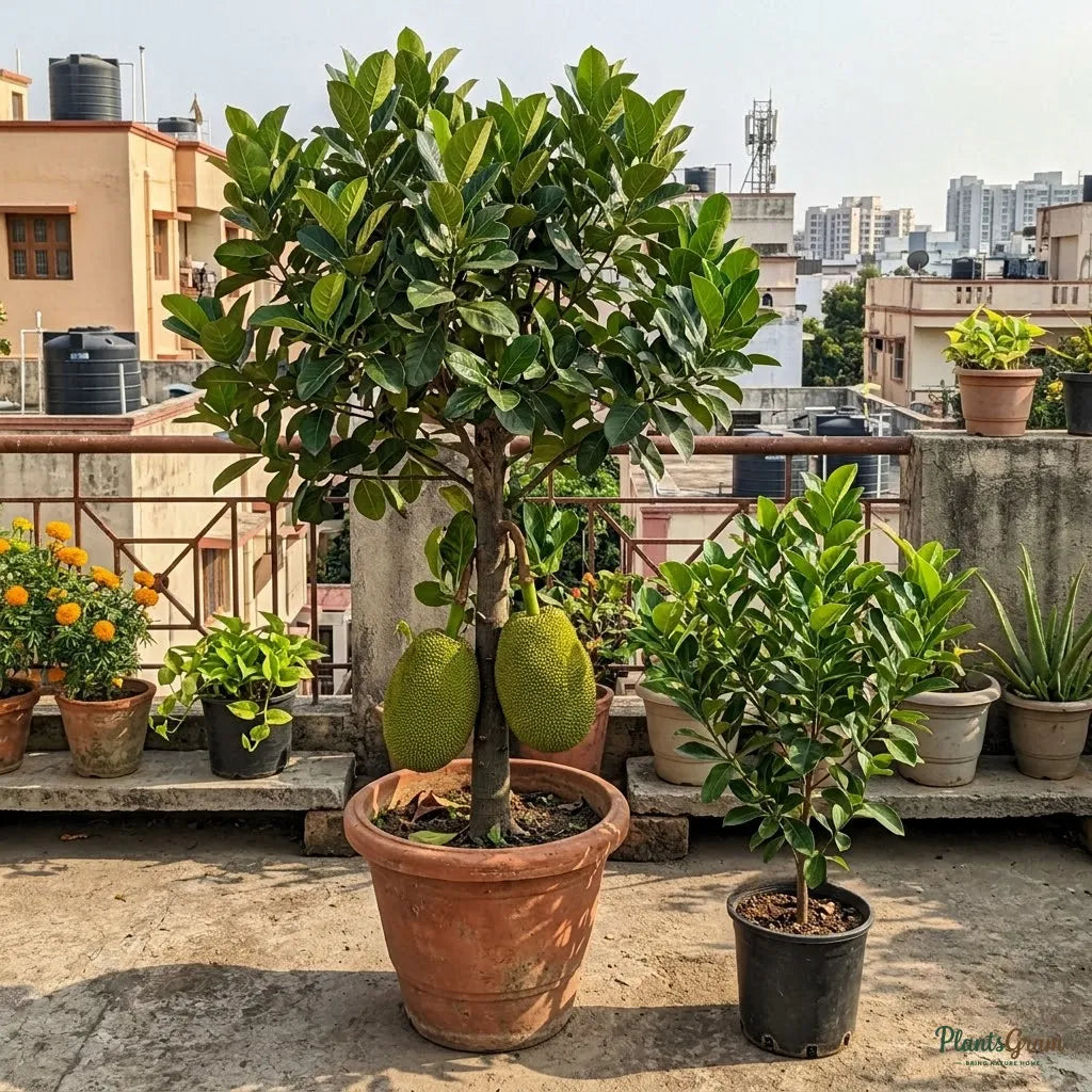 Jackfruit (Grafted) - Coco Panasa Gumless Variety