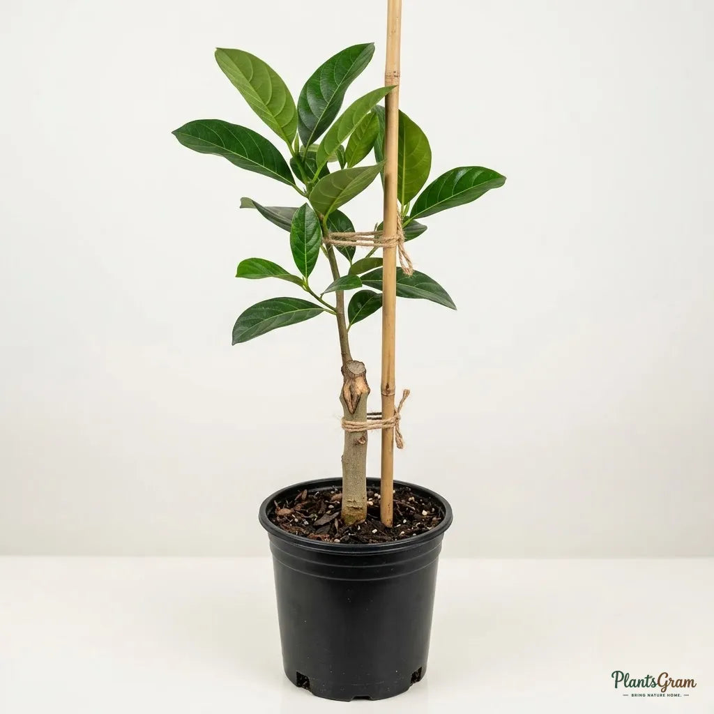 Jackfruit (Grafted) - Coco Panasa Gumless Variety
