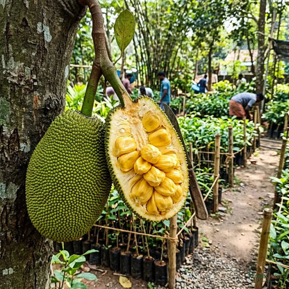 Jackfruit (Grafted) - Coco Panasa Gumless Variety
