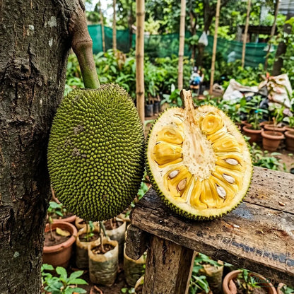 Jackfruit (Grafted) - Coco Panasa Gumless Variety
