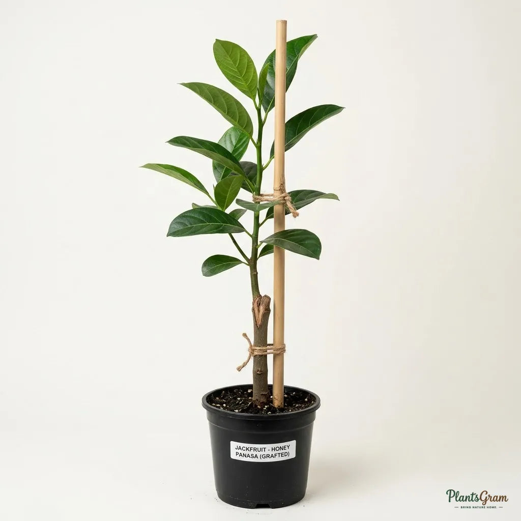 Jackfruit (Grafted) - Honey Panasa