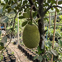 Jackfruit (Grafted) - Honey Panasa