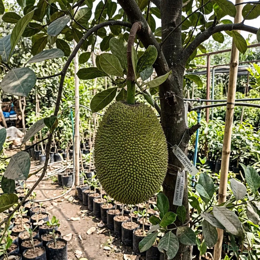 Jackfruit (Grafted) - Honey Panasa