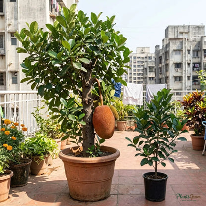 Red Jackfruit / Red Panasa (Grafted)