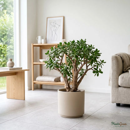 Jade Plant (Crassula ovata)