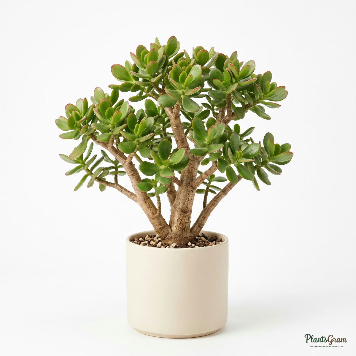 Potted Jade Plant