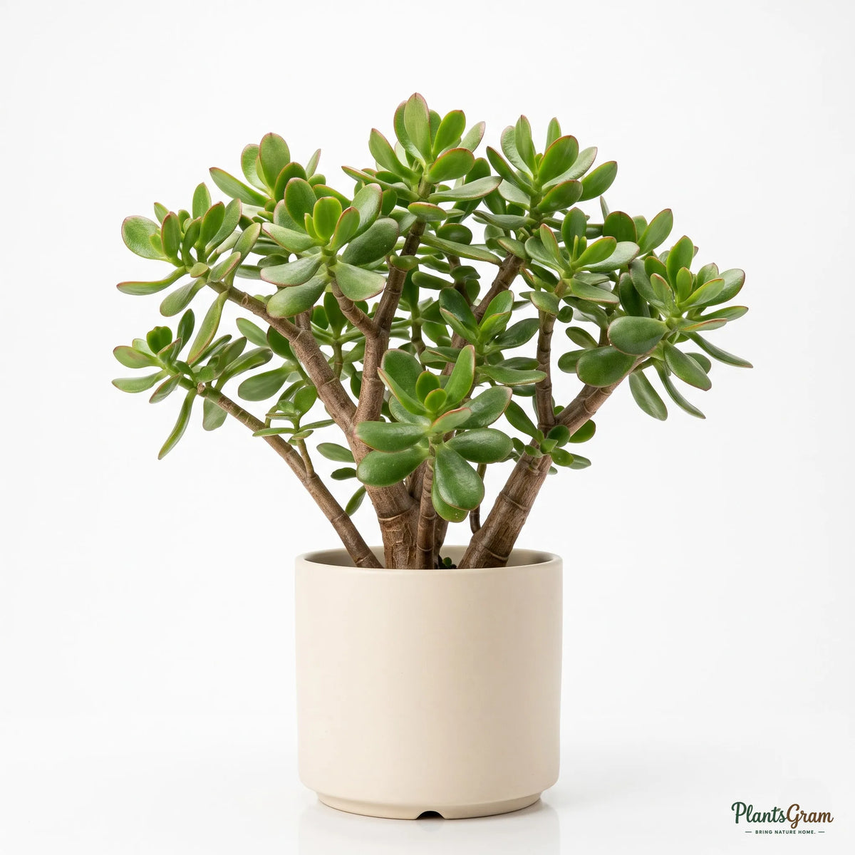 Jade Plant (Crassula ovata)