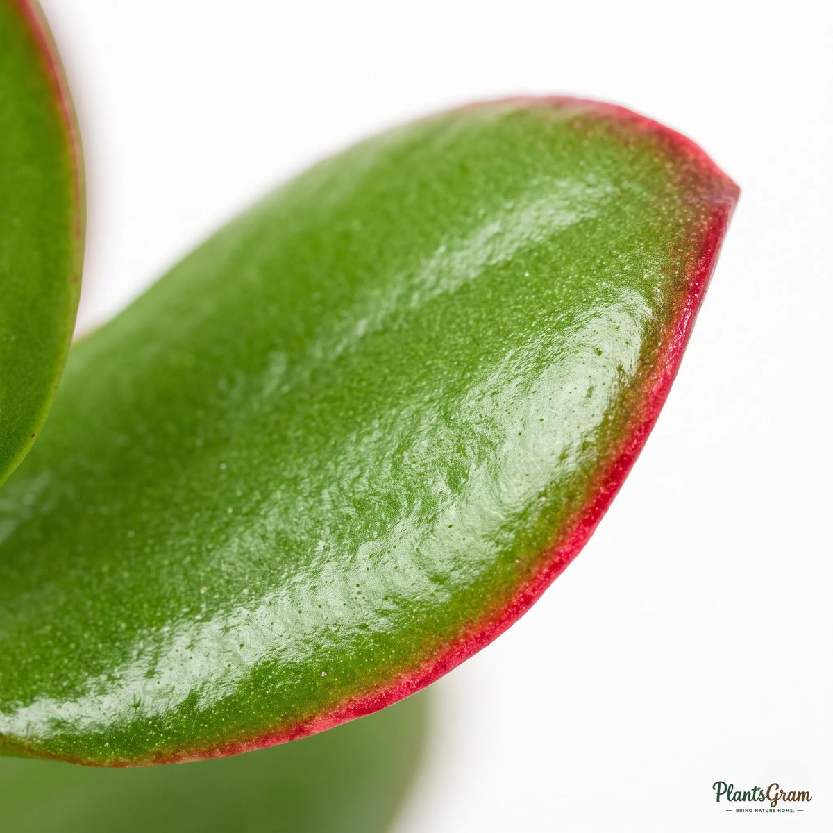 Jade Plant (Crassula ovata)