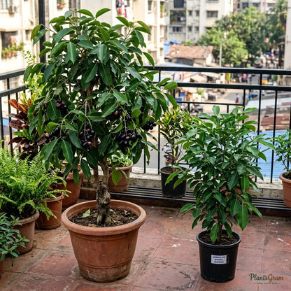 Jambolan Badoli (Grafted) - Jamun