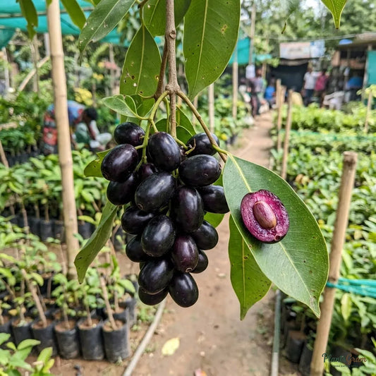 Jambolan Badoli (Grafted) - Jamun