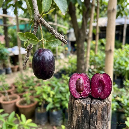 Jambolan Badoli (Grafted) - Jamun