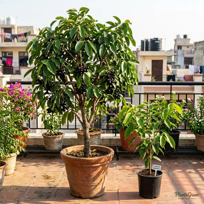 Jambolan (Grafted) - Fruit Plant