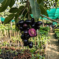 Jambolan (Grafted) - Fruit Plant