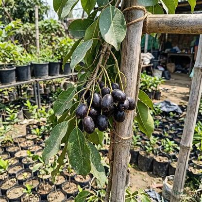 Jambolan (Grafted) - Fruit Plant