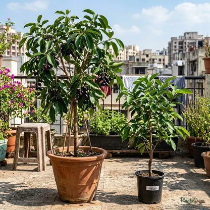 Jamun / Jambolan (Grafted) - Jumbo Variety