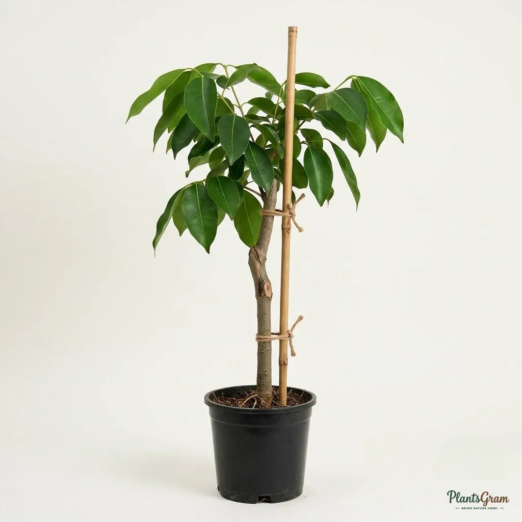 Jamun / Jambolan (Grafted) - Jumbo Variety