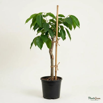 Jamun / Jambolan (Grafted) - Jumbo Variety