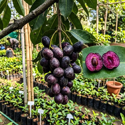Jamun / Jambolan (Grafted) - Jumbo Variety