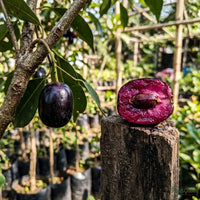 Jamun / Jambolan (Grafted) - Jumbo Variety