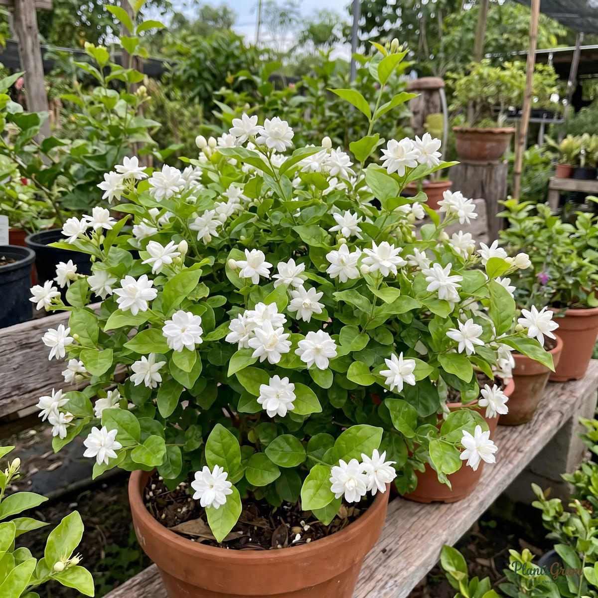 Jasmine Mini/Mogra plant blooming in garden