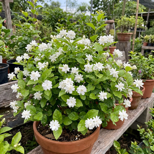 Jasmine Mini/Mogra plant blooming in garden