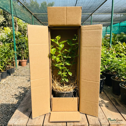 Jasmine sambac plant packed for shipping