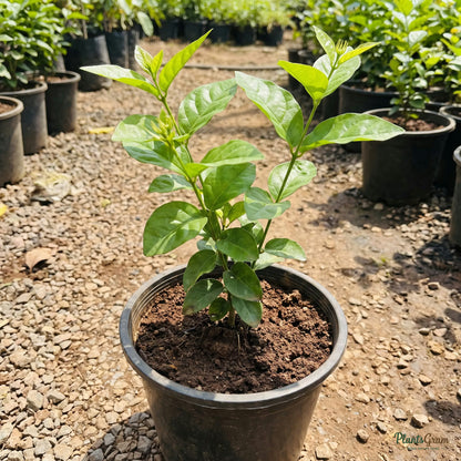 Jasmine sambac sapling in nursery pot