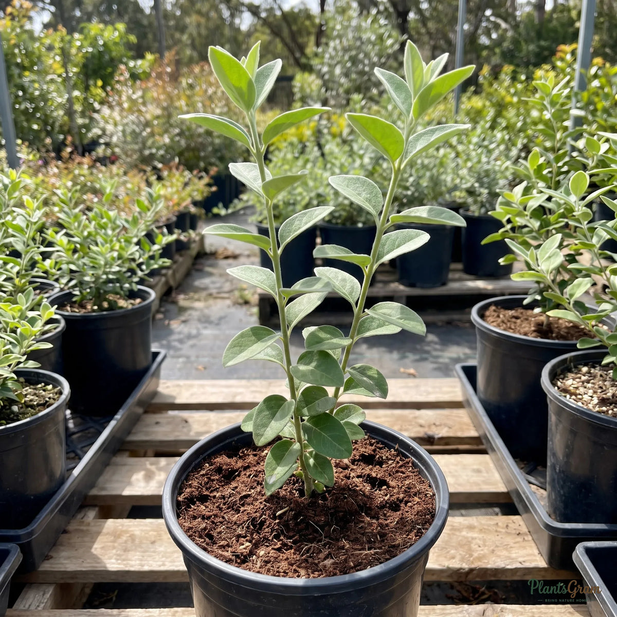 Downy Jasmine sapling in a nursery pot