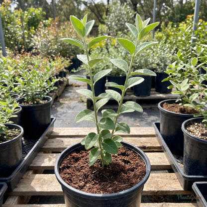 Downy Jasmine sapling in a nursery pot