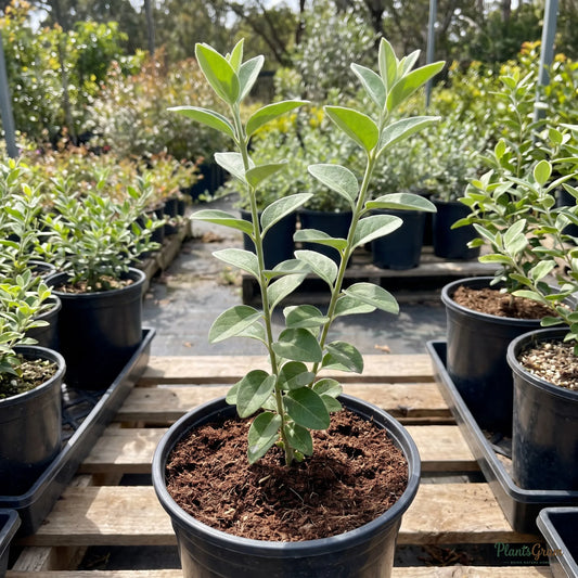 Downy Jasmine sapling in a nursery pot