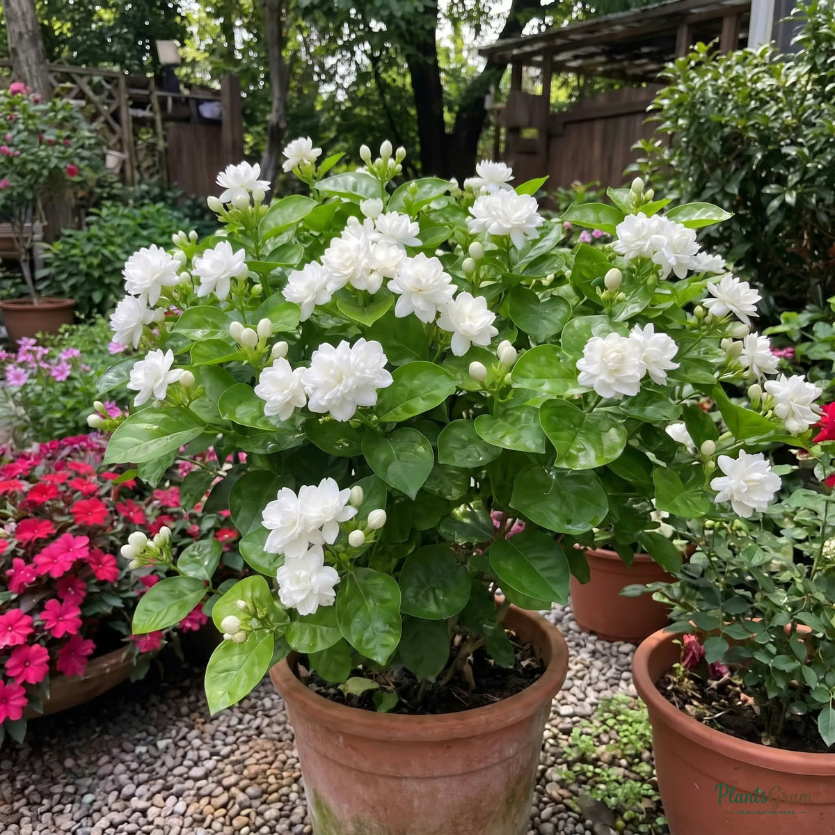Jasmine sambac shrub blooming outdoors