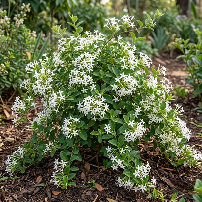 Juhi Jasmine (Jasminum auriculatum) - Fragrant Flowering Vine