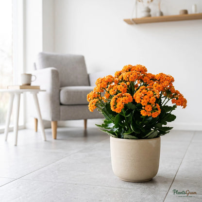 Kalanchoe Orange Double (Calanchchu)