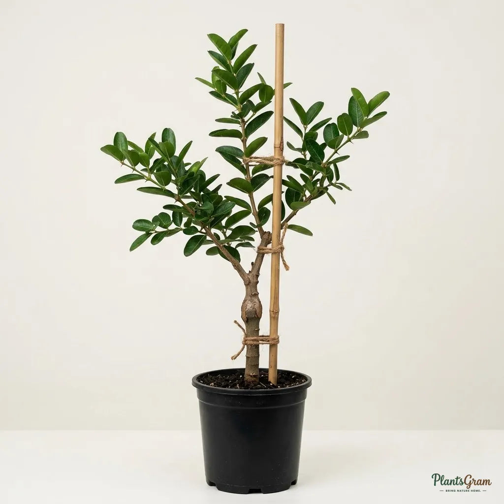 Karonda (Carissa Carandas) - Fruit Plant
