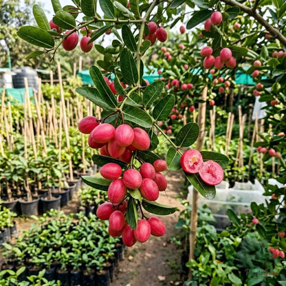 Karonda (Carissa Carandas) - Fruit Plant