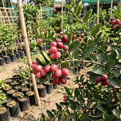 Karonda (Carissa Carandas) - Fruit Plant