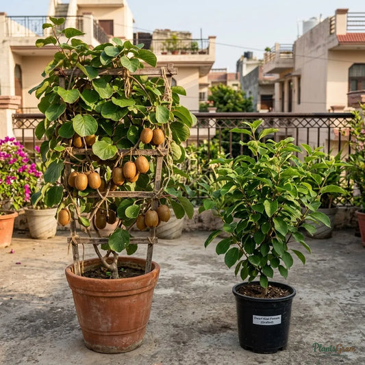 Kiwi (Dwarf, Female, Grafted) - Fruit Plant