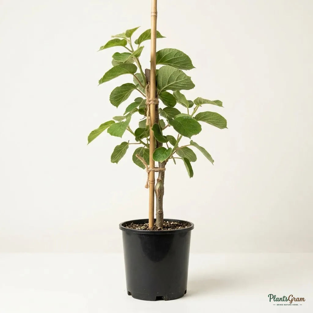 Kiwi (Dwarf, Female, Grafted) - Fruit Plant