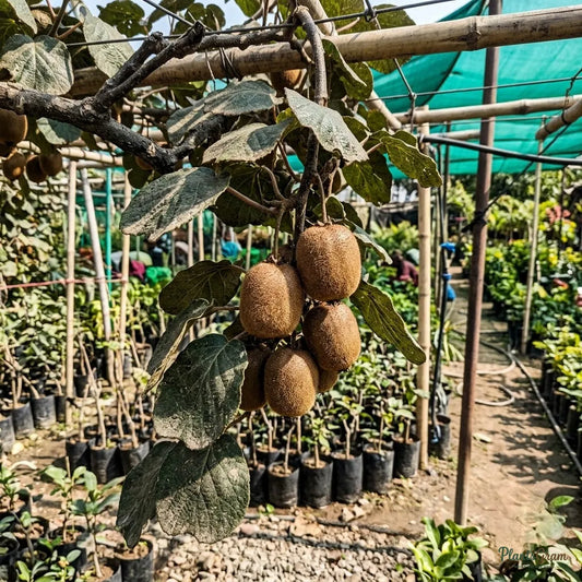 Kiwi (Dwarf, Female, Grafted) - Fruit Plant