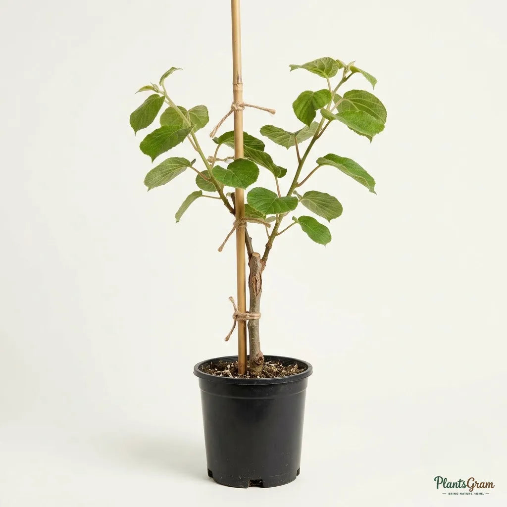 Kiwi Fruit (Grafted) - Hayward Variety Fruit Plant