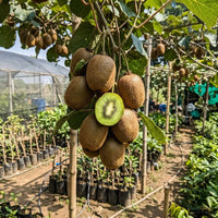 Kiwi Fruit (Grafted) - Hayward Variety Fruit Plant
