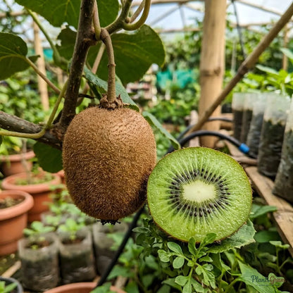 Kiwi Fruit (Grafted) - Hayward Variety Fruit Plant