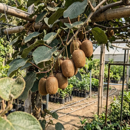 Kiwi Fruit (Grafted) - Hayward Variety Fruit Plant