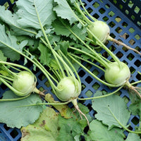 Knol Khol Seeds